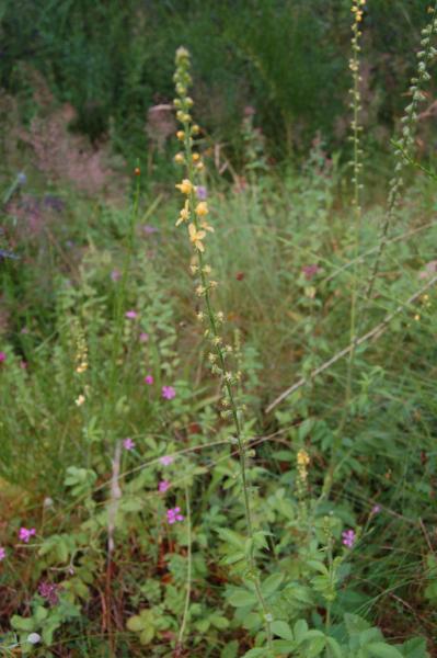 Agrimonia eupatoria | Kleiner Odermenning